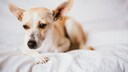 Ein Hund liegt auf einem Bett und sieht dabei etwas krank aus.