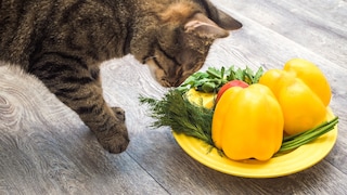 Katze schnuppert an einem Teller mit Gemüse
