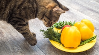 Katze schnuppert an einem Teller mit Gemüse