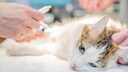 Epilepsie ist eine neurologische Störung und kann auch Katzen betreffen. Bei ihnen kann dies beunruhigend und oft schwer zu diagnostizieren sein.
