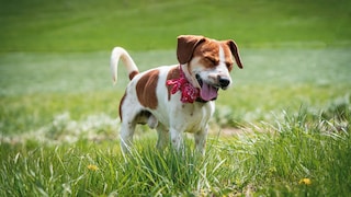 Beagle, der auf der Wiese steht und niest