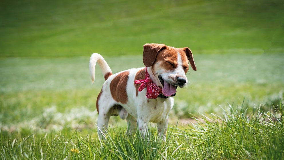 Beagle, der auf der Wiese steht und niest