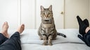 Katze sitzt auf einem Bett zwischen zwei Menschen