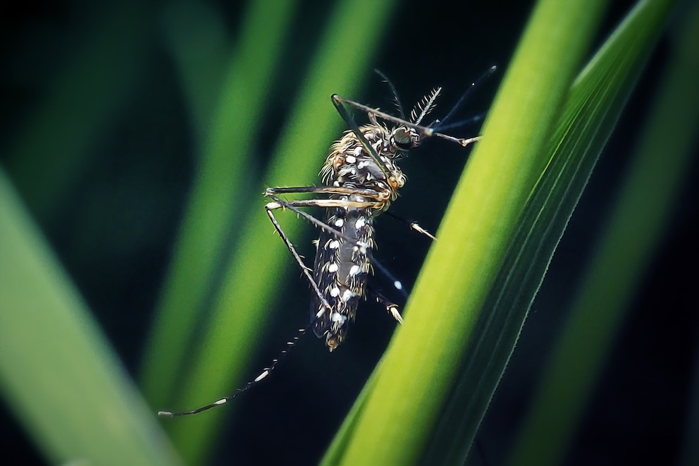 Asiatische Buschmücke Aedes japonicus