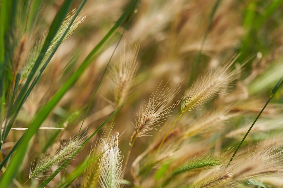 Mäusegerste Hordeum murinum