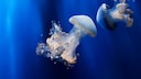 Nahaufnahme einer Qualle unter Wasser