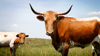 Rinder sind grundsätzlich friedliche Tiere. Dennoch kann von ihnen für Menschen eine Gefahr ausgehen, wenn man unvorsichtig ist.