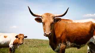 Rinder sind grundsätzlich friedliche Tiere. Dennoch kann von ihnen für Menschen eine Gefahr ausgehen, wenn man unvorsichtig ist.