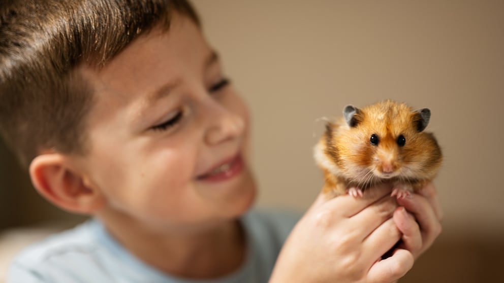Hamster kein Haustier für Kinder