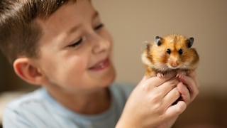 Hamster kein Haustier für Kinder