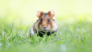 Nahaufnahme eines Feldhamsters auf einer Wiese