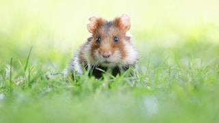 Nahaufnahme eines Feldhamsters auf einer Wiese