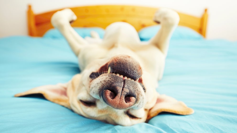 Hund, der auf dem Bett schläft