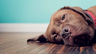 Hunde können Trauer empfinden – auch dann, wenn ein ihnen bekannter Artgenosse gestorben ist