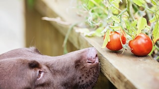 Hunde schnuppert an Tomaten auf einem Tisch