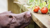 Hunde schnuppert an Tomaten auf einem Tisch