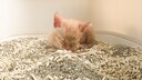 Eine kleine, orange Katze liegt im Katzenklo und schläft