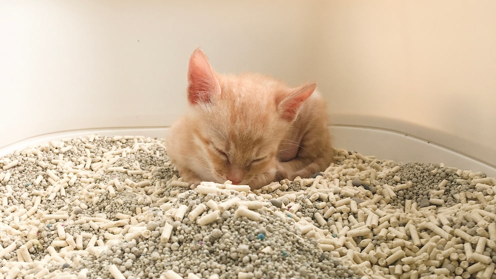Eine kleine, orange Katze liegt im Katzenklo und schläft