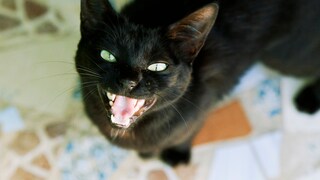 Schwarze Katze miaut in die Kamera