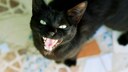 Schwarze Katze miaut in die Kamera