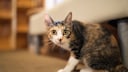 Junge Katze schaut erschreckt in die Kamera