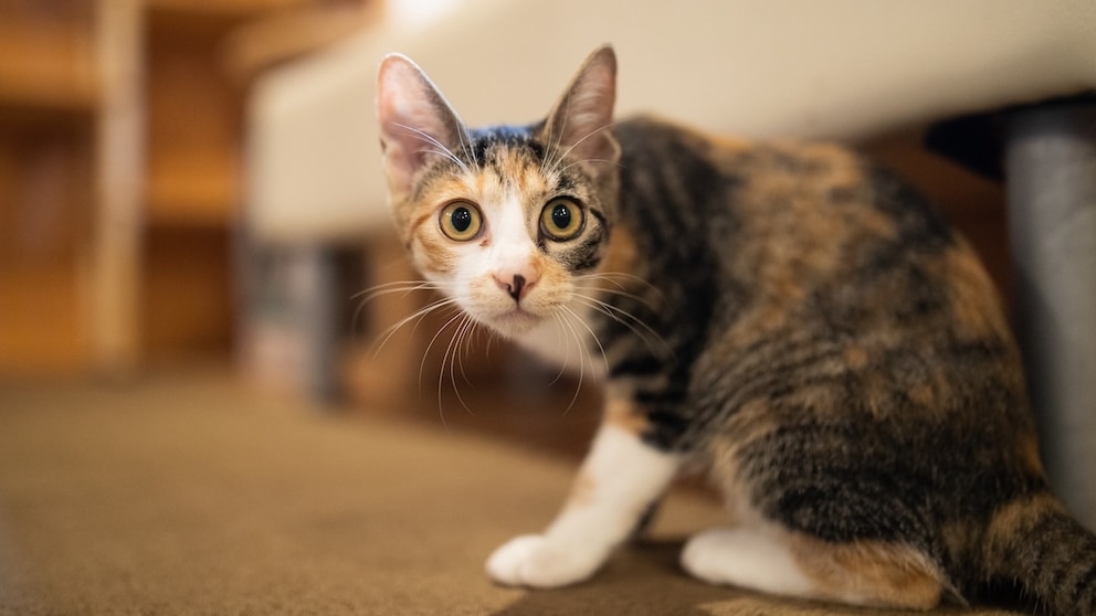 Junge Katze schaut erschreckt in die Kamera