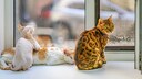 Drei Katzen verschiedener Rassen sitzen auf einer Fensterbank