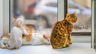 Drei Katzen verschiedener Rassen sitzen auf einer Fensterbank