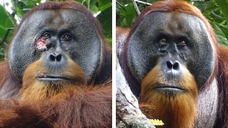 Erstmalig konnten Wissenschaftler beobachten, wie ein Orang-Utan sich selbst mit einer Heilpflanze behandelt