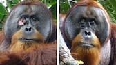 Erstmalig konnten Wissenschaftler beobachten, wie ein Orang-Utan sich selbst mit einer Heilpflanze behandelt 