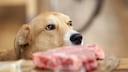 Hunde und Katzen können sich durch das Fressen von rohem Schweinefleisch mit der Aujeszkysche Krankheit infizieren.