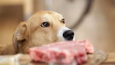 Hunde und Katzen können sich durch das Fressen von rohem Schweinefleisch mit der Aujeszkysche Krankheit infizieren.