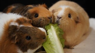 Drei Meerschweinchen knabbern Salat