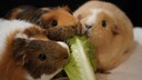Drei Meerschweinchen knabbern Salat