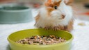 Meerschweinchen vor gef&uuml;lltem Futternapf