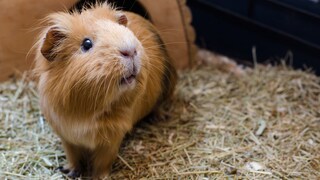 Meerschweinchen Leckstein