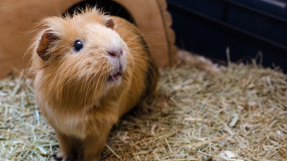 Meerschweinchen Leckstein