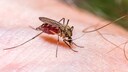 Nahaufnahme der Gemeinen Stechmücke (Culex pipiens), die Blut saugt
