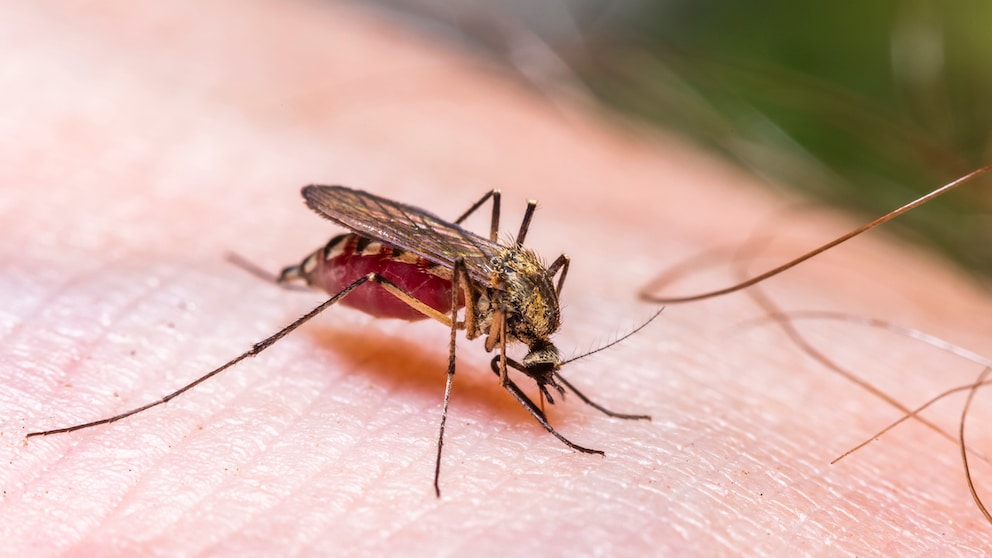 Nahaufnahme der Gemeinen Stechmücke (Culex pipiens), die Blut saugt