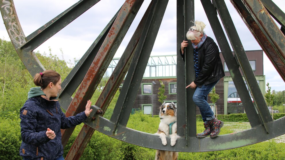 Filmhund