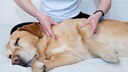 Polyarthritis Hund