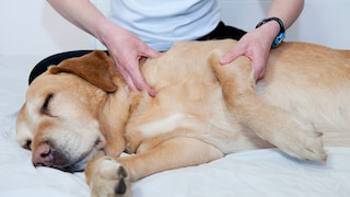 Polyarthritis Hund