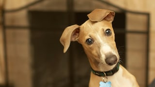 Italienischer Windhund, der fragend in die Kamera blickt