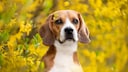 Ein Beagle sitzt unter einem gelbblätterigen Baum