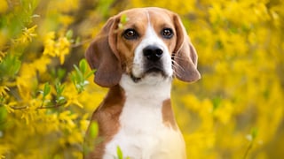 Ein Beagle sitzt unter einem gelbblätterigen Baum