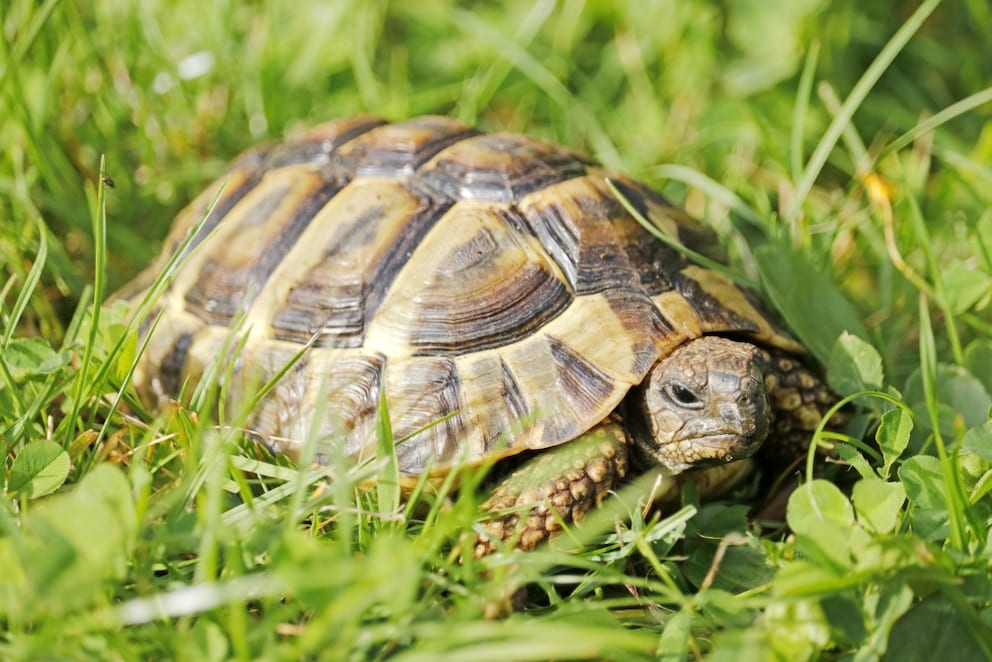 Daran erkennen Sie, ob es Ihrer Schildkröte schlecht geht
