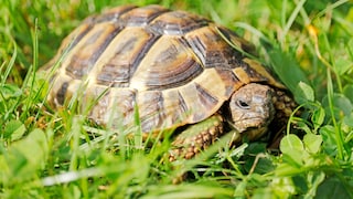 Griechische Landschildkröte im Gras