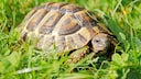 Griechische Landschildkröte im Gras