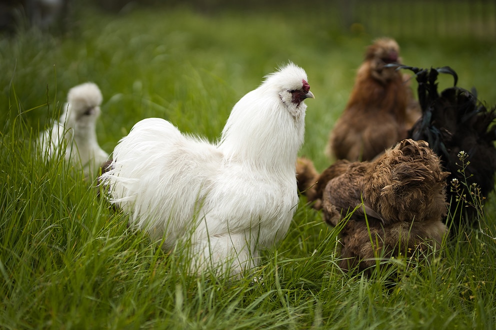 Seidenhühner im Gras auf einer Biofarm