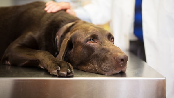 Spondylose beim Hund